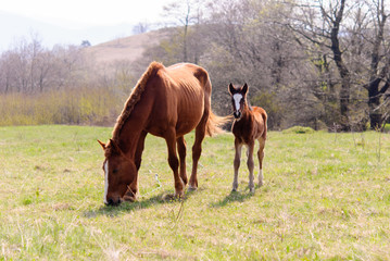 Horses in the meadow spring