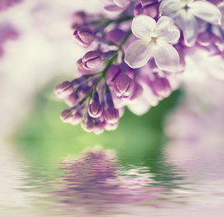 Fototapeta na wymiar Branch of lilac flowers with the leaves, vintage retro hipster image with water reflection, seasonal spring holiday background