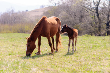 Naklejka premium Horses in the meadow spring
