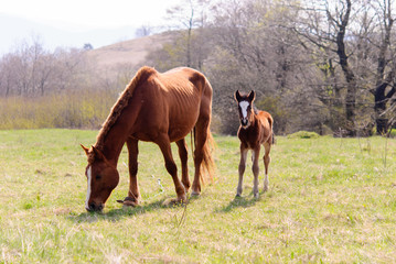 Fototapeta premium Horses in the meadow spring