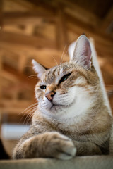 猫のポートレート