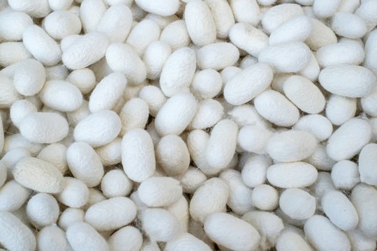 White Cocoon for making Thai Silk
