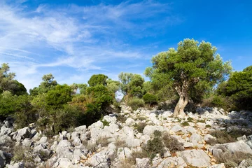 Papier Peint photo Lavable Olivier Landscape with olive trees on the island of Pag in Croatia