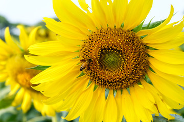 Naklejka premium Sunflower field