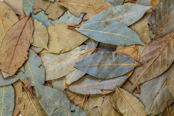 Bay leaf green