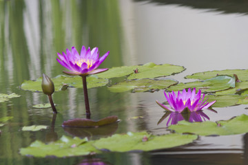 Water-lilies in a pond