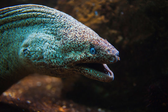 Giant Moray Eel with open mouth
