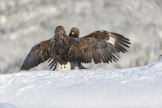 White-tailed Eagle and Golden Eagle fighting.
