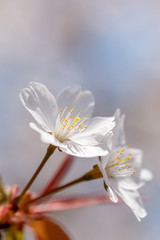 桜の花