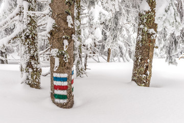 Znaki turystyczne na drzewach zimą