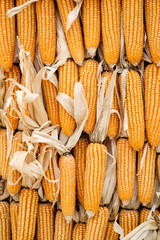 Stack of Dried corn for background