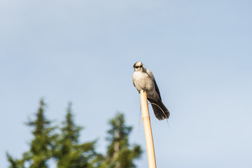 scene of a cute Eastern Phoebe resting on the wood pole.