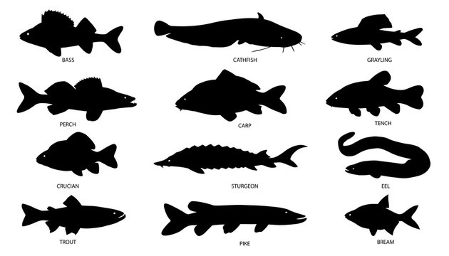 fish freshwater silhouettes
