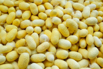 Yellow Cocoon for making Thai Silk