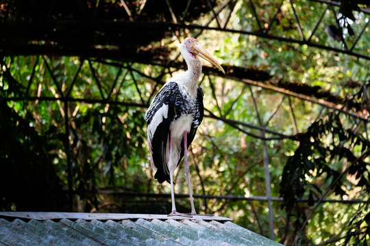 Portrait of painted stork - Big bird