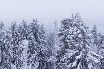 Forest covered with snow