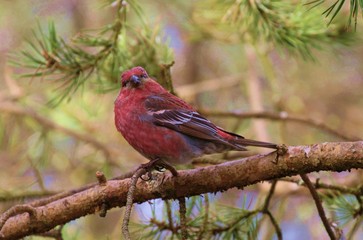 Pine grosbeak (Pinicola enucleator)