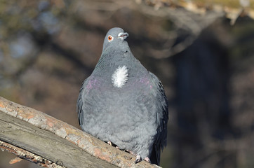 Голубь на дереве.
