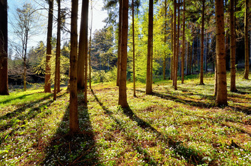 Waldlichtung im Frühling bei Gegenlicht