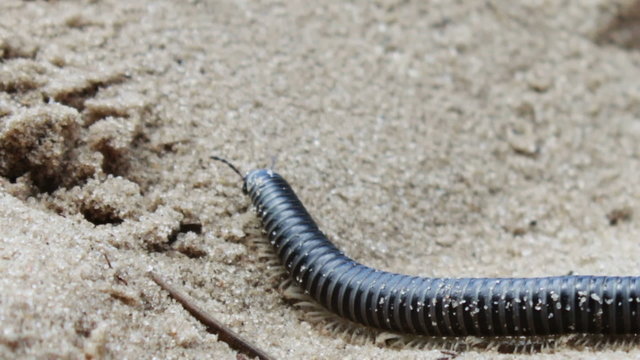 Most of the long, black centipede crawls on the ground in the sand.