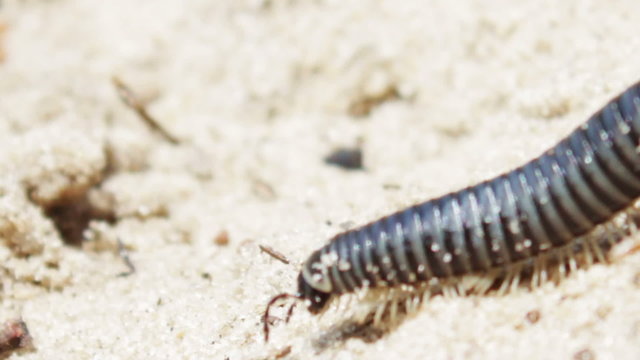 Most of the long, black centipede crawls on the ground in the sand.