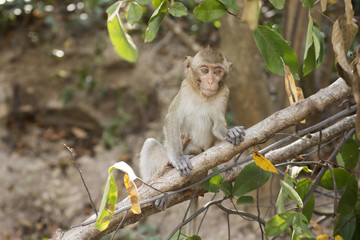 Thai Monkey sitting