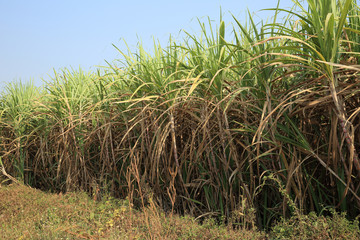 sugarcane plants grow at farmland