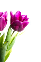 Purple tulip on white
