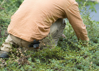 Fototapeta na wymiar Man Working Pulling Weeds in a Yard