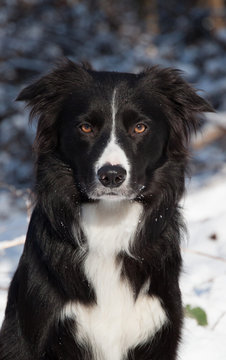 Portrait von einem wundersch&ouml;nen Border Collie im Schnee black and white mit braunen Augen an einem sonnigen Tag im Wald