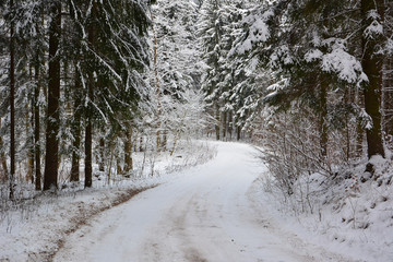 Dirt road in winter forest