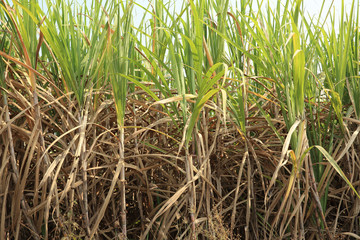 sugarcane plants grow at farmland