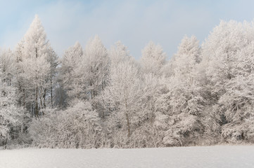 Beautiful winter landscape. Winter forest. Snow covered trees.