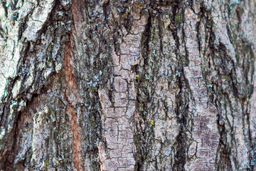 Bark of tree