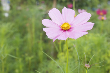 beautiful single pink flower
