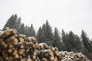 Winter is the time for logging
