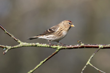 Lesser redpoll, Acanthis cabaret