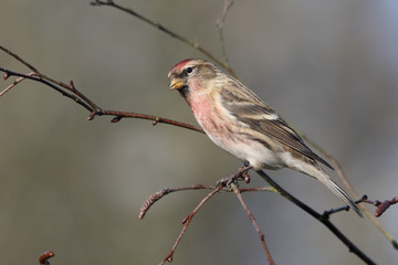 Lesser redpoll, Acanthis cabaret