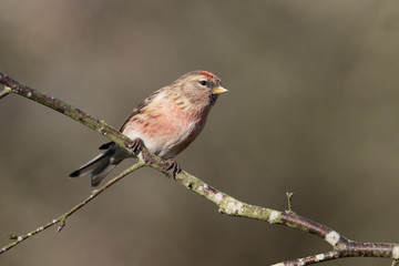 Lesser redpoll, Acanthis cabaret