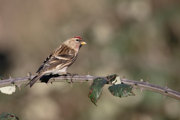 Lesser redpoll, Acanthis cabaret