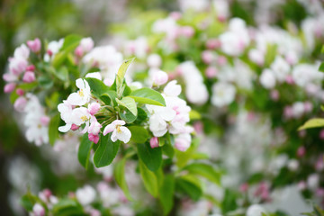Apple blossoms in springtime