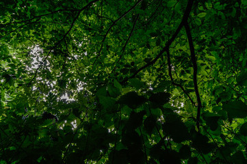 Fototapeta premium wild plant
