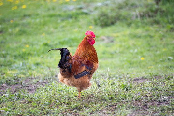 Rooster standing on one leg in the middle of a spring meadow. Authentic farm series.