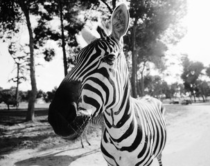 Obraz na płótnie Canvas Zebra in Safari in Tel-Aviv