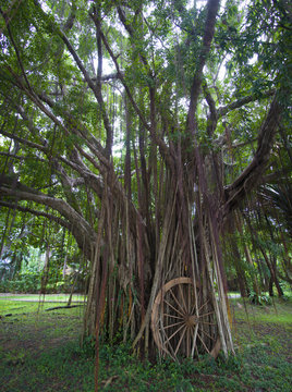 The Bodhi tree spread their branches.   