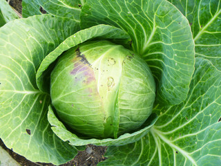 Head of cabbage of the cabbage on background green sheet