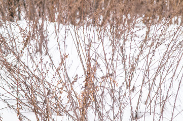 winter forest, trees, bushes