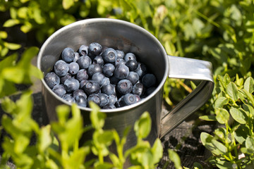 blueberries full of stainless cup in the forest