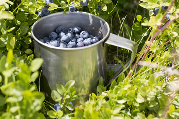 blueberries full of stainless cup in the forest