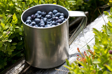 blueberries full of stainless cup in the forest